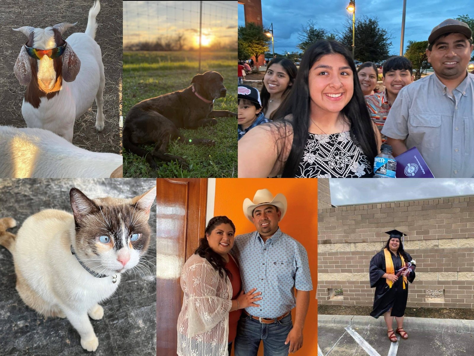 LF Collage